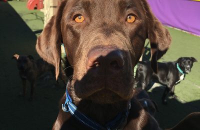 Maui November Dog of the Month