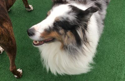 December Dog of the Month Ronan