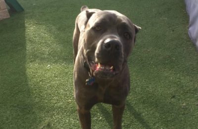 January Dog of the Month