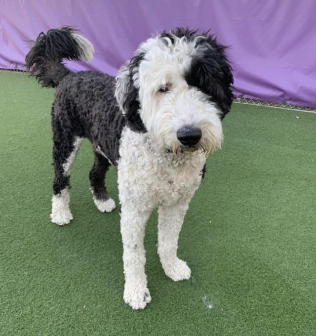 April Dog of the Month