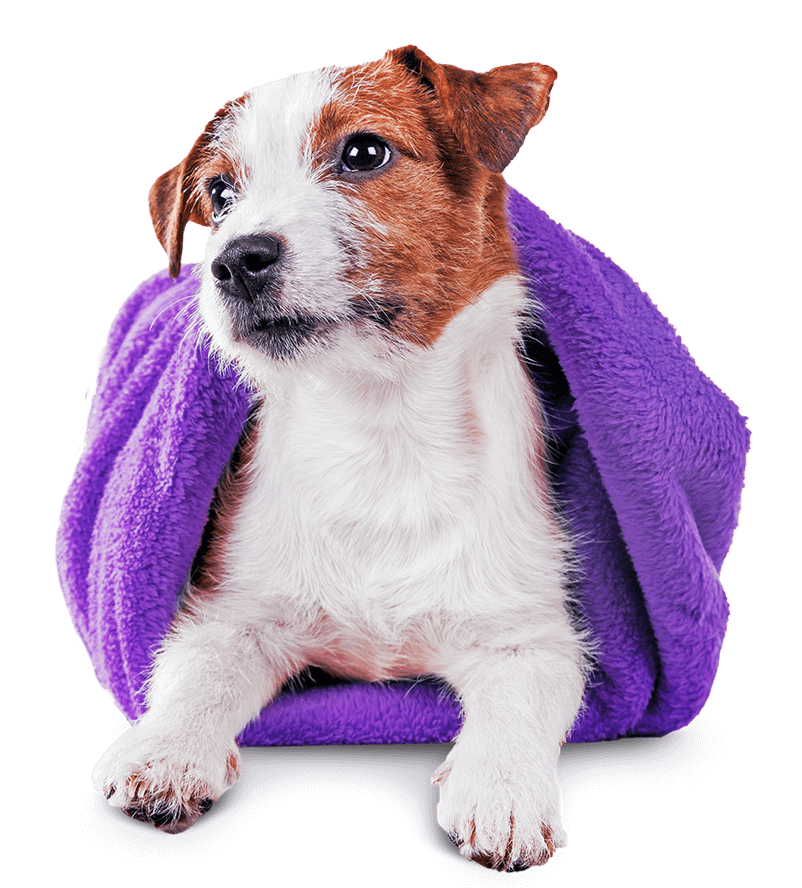 a white-brown pup rests covered in a purple blanket during dog grooming
