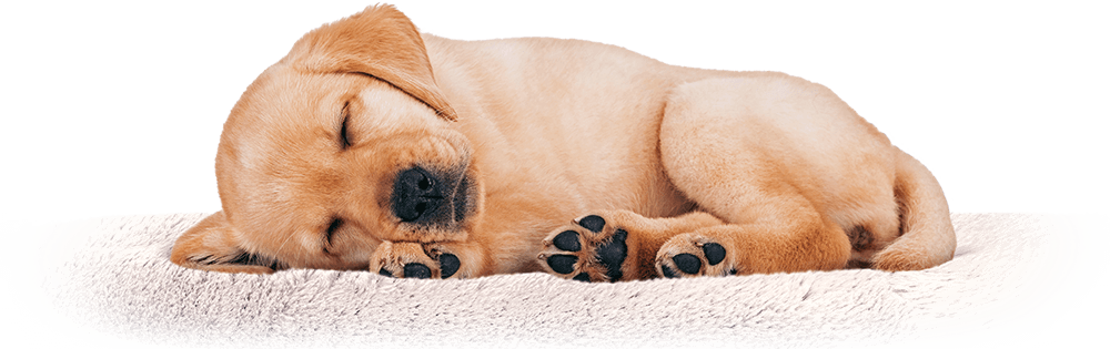 A brown puppy sleeping peacefully at Central Bark dog boarding