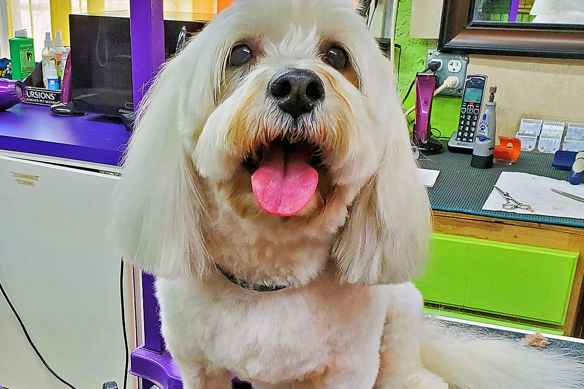 brown dog after grooming at Central Bark