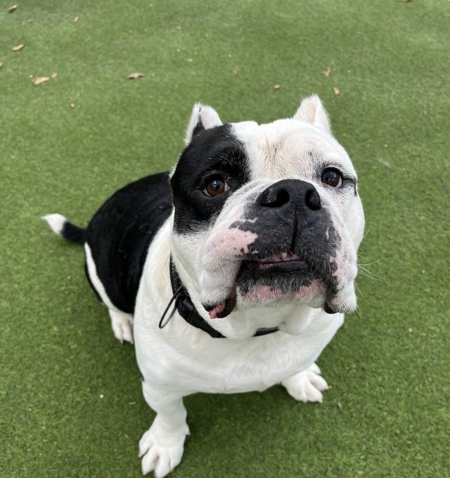 Congratulations Clayton – August Dog of the Month