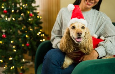Holiday dog portrait
