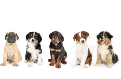 Young pups socializing safely to help determine when can puppies go to daycare based on vaccinations.