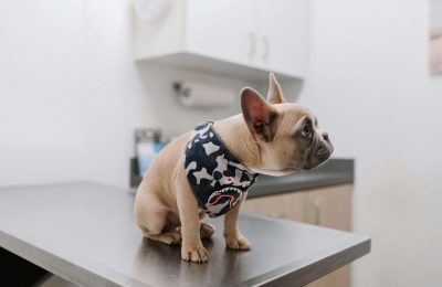 Dog DNA Testing