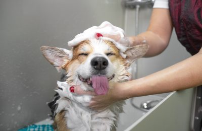 Dog being bathed with shampoo in a backyard by its owner.