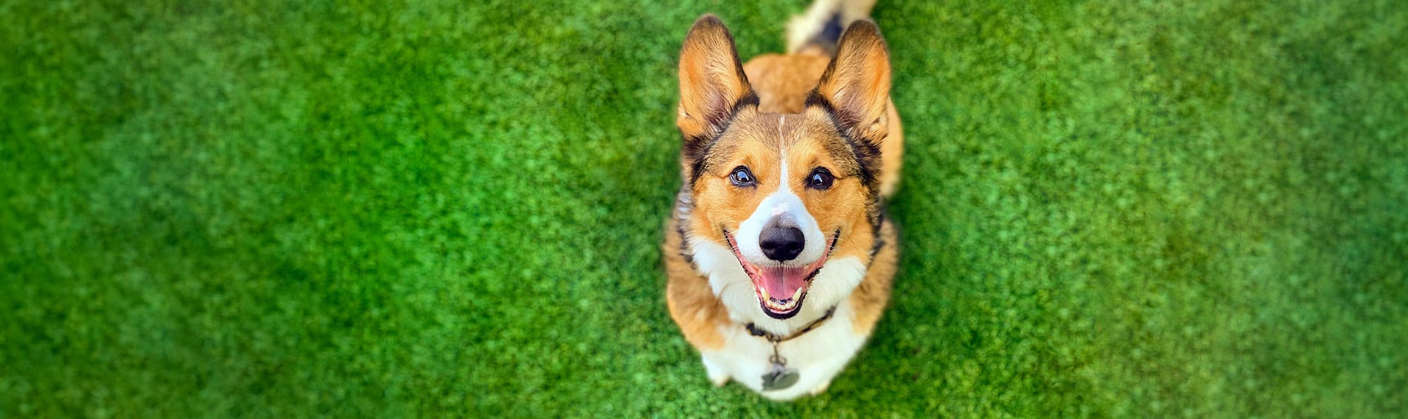 Central Bark Franklin Doggy Day Care. Reimagined.