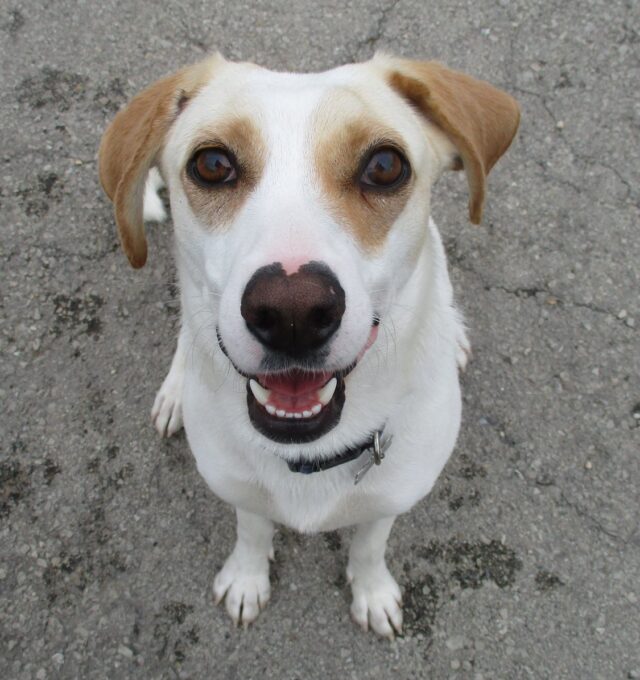 Doggy Daycare Franklin, WI Central Bark Franklin, WI