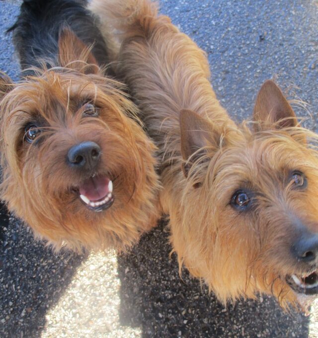 Doggy Daycare Franklin, WI Central Bark Franklin, WI