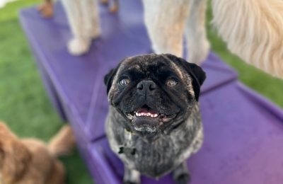 november dog of the month