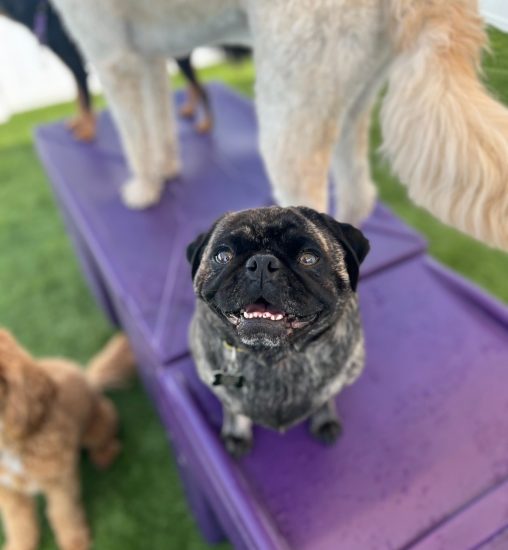 november dog of the month