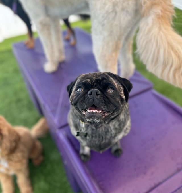 november dog of the month