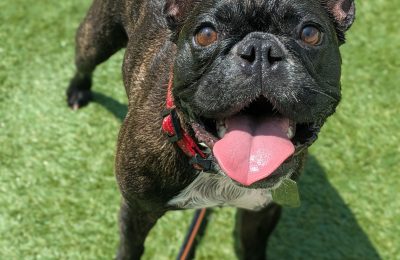 October Dog of The Month