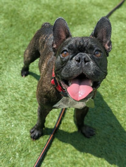 October Dog of The Month