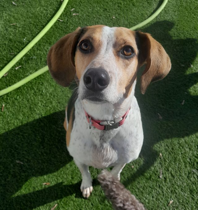 April Dog of the Month