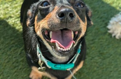May Dog of the Month