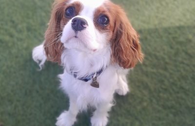 cavalier dog of the month looking at camera