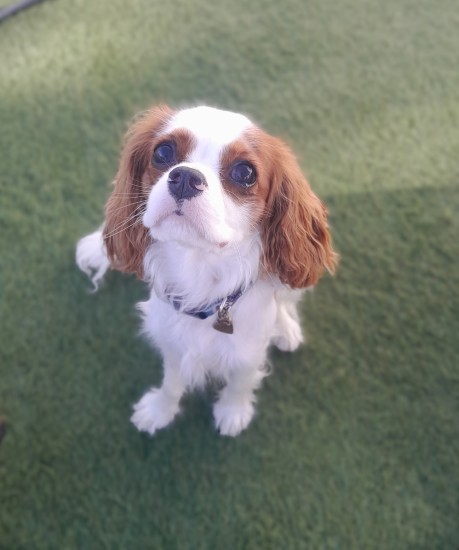 cavalier dog of the month looking at camera