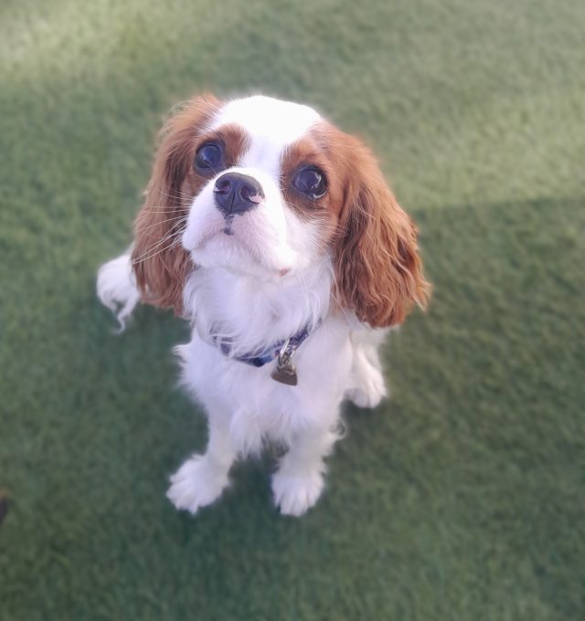 cavalier dog of the month looking at camera