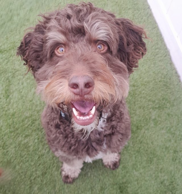 August Dog of the Month