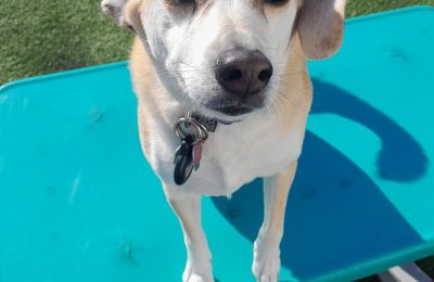 October Dog of the Month