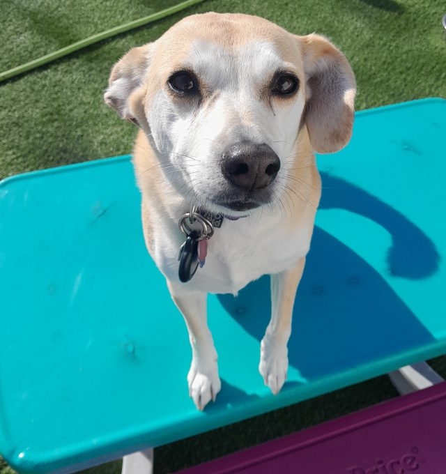 October Dog of the Month