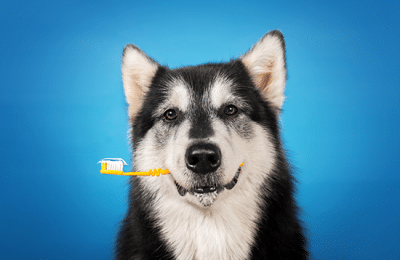 February is Pet Dental Health Month