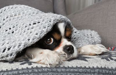 Preparing your dog for July 4th