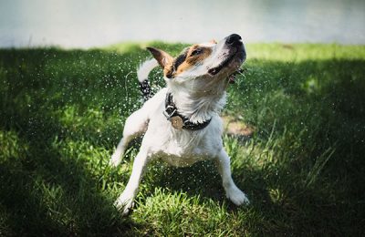 Things to Know About Dogs and Water Intoxication