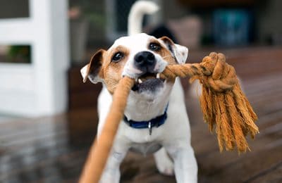 What your dog really wants for the holidays…