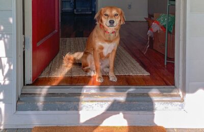 Setting Your Dog Up for Separation and Confinement Success