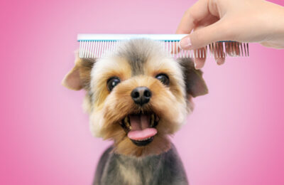 How to Properly Groom a Puppy