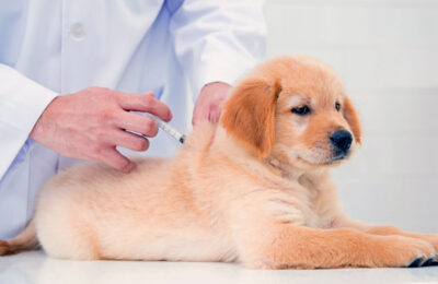 What Vaccines Does My Puppy Need?