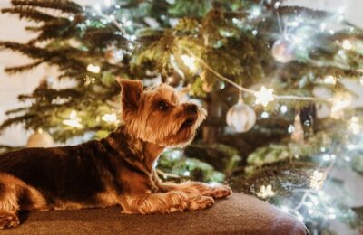 Unsafe Plants for Dogs