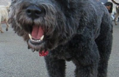 Congrats, Macintosh!