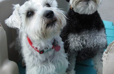 Congrats, Rue Bea & Pepper!