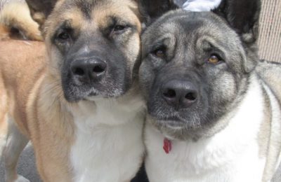 Congrats, Kuma and Joji!