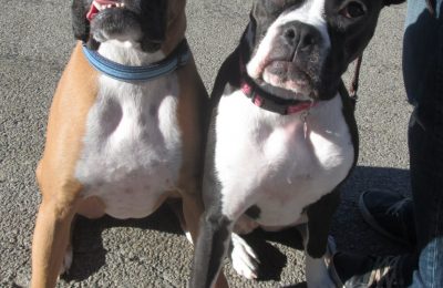 Congrats, Rocky & Lucky!