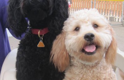 Congrats, Ruggy & Shag !