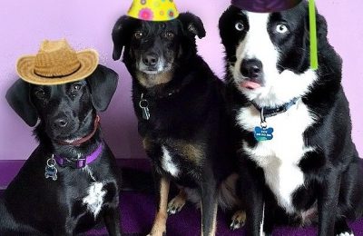 Congratulations Tate, Sadie & Annie!