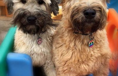 Congratulations Cooper & Josie!