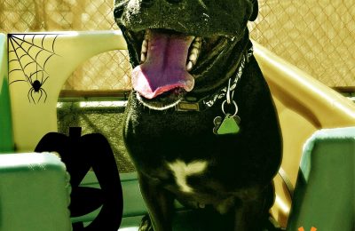 Congratulations Yankee!