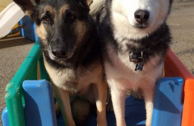 Congratulations Heidi & Comet!