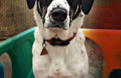 Congratulations Tootsie!