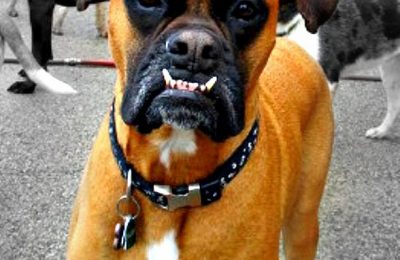 Congratulations Diesel!