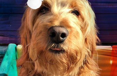 Congratulations Scout!