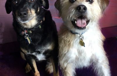 Congratulations Scout & Rocket!