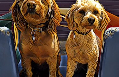 Congratulations Gladdie & Poppy!